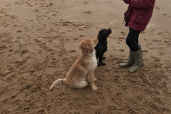 Leg med Charlie ved stranden